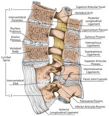 The best way to deal with low back pain that is either caused or complicated by tight outer hip muscles is to stretch the muscles mentioned above. 10 Short Daily Drills To Combat Back Pain Breaking Muscle