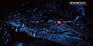 Check spelling or type a new query. 23 Arti Mimpi Bertemu Buaya Menurut Primbon Jawa Hewanpedia