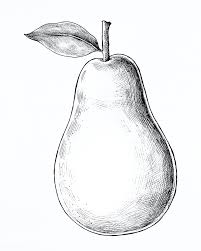 Download Premium Illustration Of Hand Drawn Fresh Pear Fruit 1200256 How To Draw Hands Pear Drawing Pear Fruit