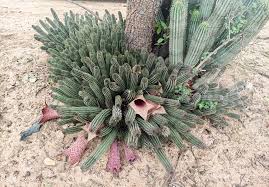 Image result for Hypoxis parvifolia