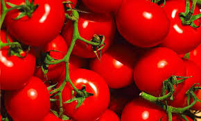 Feed Tomatoes Aspirin Say Scientists To Fight Disease And Boost Yield Daily Mail Online