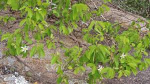 Image result for Grewia stolzii