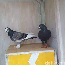 Burung ini masuk dalam kelas burung kicau yang memiliki suara luar biasa indah. Merpati Milik Warga Dieng Yang Disayembarakan Akhirnya Ditemukan