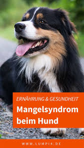 Mangelerscheinungen Beim Hund Erkennt Man Oft Erst Nach Ein Einigen Jahren Haufig Liegt Der Fehler In Der Ernahrung Hun Hunde Ernahrung Hunde Hunde Futter