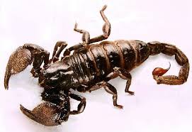 Home Art Scorpion Scorpio Animals