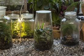 Flaschengarten Kleines Okosystem Im Glas Flaschengarten Mini Garten Pflanzen