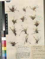 Image result for Eriocaulon truncatum