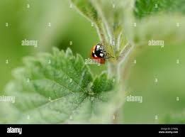 Image result for Scepocarpus trinervis