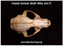 Discover This Skull Identification