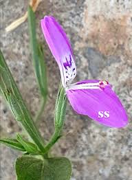 Image result for Thesium bequaertii