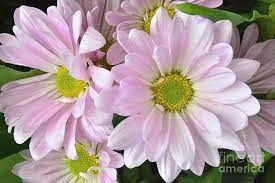 Daisy Mums Flower Video Best Flower Wallpaper