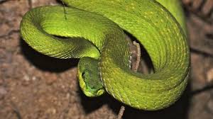 Arti mimpi membunh ular (ilustrasi : Maksud Mimpi Ular Mengikut Islam Maksud Mimpi Seseorang