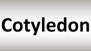 Cotyledons - How To Pronounce It? Cotyledons Meaning And Pronunciation! -  Youtube