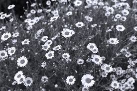 Check spelling or type a new query. Field With Flowers In Spring Black And White Image Bw Stock Photo Image Of White Plant 117893790