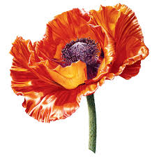 Isolated flowers on white background. I Painted A Poppy Flower From Birth To Death In Watercolor Bored Panda