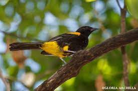 La Calandria Es El El Unico Oriol Nativo De Puerto Rico Puede Encontrarse En Bosques Humedos Y Secos Cafetales Manglares Y Pet Birds Family Pet Birds Aviary