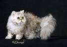 Selkirk Rex - Nite Wind Cattery