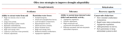 Plants Free Full Text Drought Stress Effects And Olive Tree Acclimation Under A Changing Climate Html