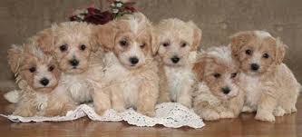Totoaba fish bladder for sale worldwide. Maltipoo Dog Breeders Near Me Maltipoo