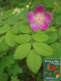 Image result for Rosaceae