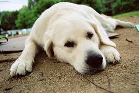 Image result for zlatý retrívr