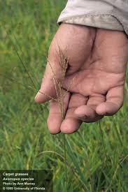 Image result for Axonopus