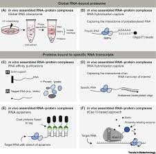 Messenger rna (mrna), transfer rna (trna) and ribosomal rna (rrna) are the three types of rna. Rna Centric Methods Toward The Interactome Of Specific Rna Transcripts Trends In Biotechnology