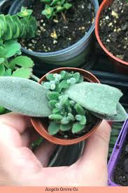 Propagating Succulents Kalanchoe Panda Angel S Grove Succulents Propagating Succulents Succulent Garden Diy