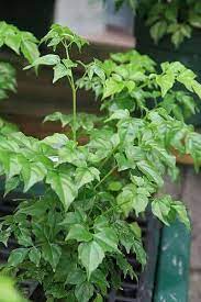Commonly called a serpent tree or an emerald tree, china doll plants are native to southern and eastern asia. China Doll Plant Benefits Care Guide Toxic To Cats Info