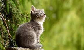 Cat symbolism is a diverse topic. Cat Spirit Animal Symbolism And Meaning