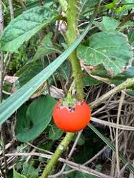 Image result for Solanum capsicoides