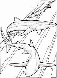 Great White Shark Coloring Page New Great White Shark Drawing At Getdrawings Shark Coloring Pages Shark Drawing Coloring Pages