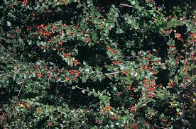 Image result for Cotoneaster microphyllus