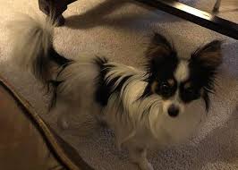 Missing animal response network has put together some great lost pet help information below about lost pet behavior, lost pet tips and information on how to get your furry family member back home safe. Lost Dogs Illinois On Twitter Lost Warrenville Il Mack Rd Illinois Rt 59 At Dog Park Blackjack Male Papillon Black White Tan Call 630 244 0058 Friendly Dupagecounty 60555 Missing 01 31 2020 Lostdogsillinois To See