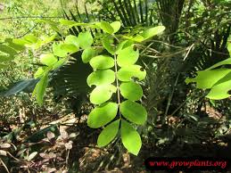 Image result for Cassia javanica