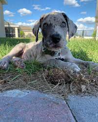 A gentle giant, the great dane is nothing short of majestic. Great Dane Puppies For Sale Boxer Puppies For Sale Near Me