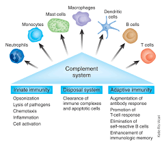 Paleo Diet Inflammation And Metformin Immune System Nursing Nursing School Notes Inflammation