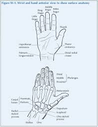 Image result for Normal Anatomic Position of the Hand and Wrist