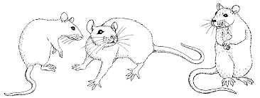 Rat Outline Google Search Tiere Zeichnen Zeichenvorlagen Umrisszeichnungen