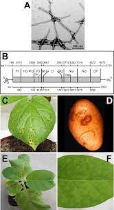 List of plant diseases caused by microorganisms. Top 10 Plant Viruses In Molecular Plant Pathology Scholthof 2011 Molecular Plant Pathology Wiley Online Library