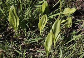 Image result for Ophioglossum thomasii