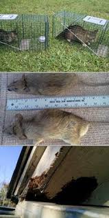 Following an initial inspection, gold standard pest control recommends only the necessary and most appropriate services that eliminate pest problems and provide lasting peace of mind. 45 Pest Control In Dallas Ideas Pest Control Services Pest Control Pests