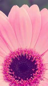 Flower Girly Wallpaper For Phones Best Hd Wallpapers Cute Flower Wallpapers Flower Wallpaper Flower Background Iphone