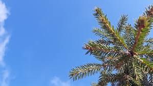 kojamo invests in creating carbon sinks