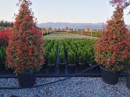 Image result for Photinia serrulata