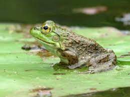Check spelling or type a new query. New Evidence That Bullfrogs Are To Blame For Deadly Fungus Outbreaks In Western Us Eurekalert Science News