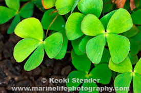Image result for Marsilea villifolia