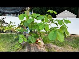 Image result for Pseudobombax