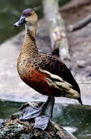 Ducks generally feed on larvae and pupae often found under rocks, as well as aquatic animals, plant material, seeds, small fish, snails and crabs. Wandering Whistling Duck Wikipedia