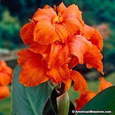 Pin On Cannas Orange